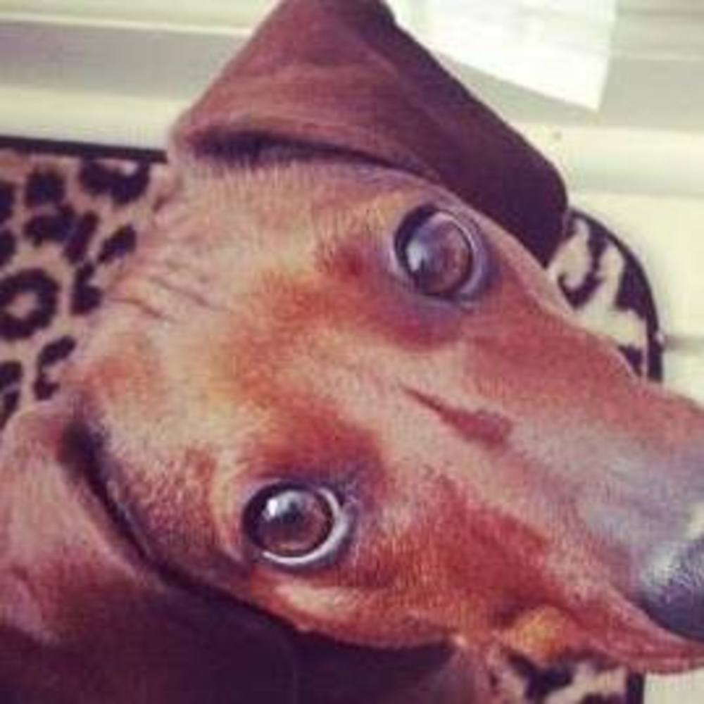 Meet your Posher, Roscoe